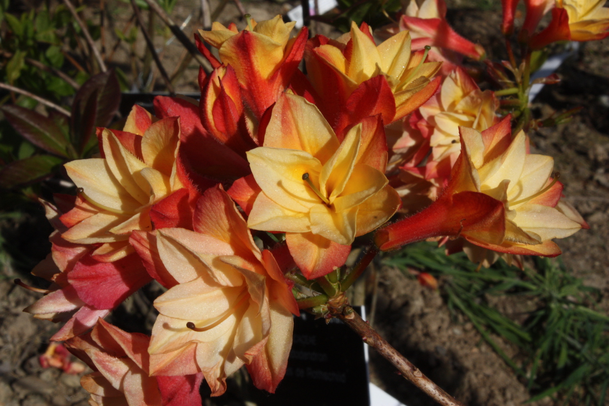 Nicholas de Rothschild